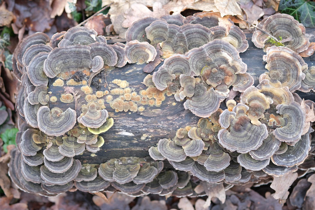 Top down view of a clump of shelf mushrooms